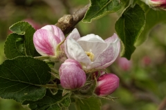 Apfelblüte01bF