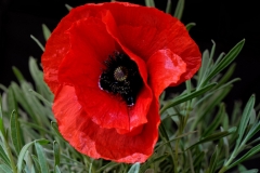 Mohn_50_F