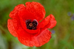 Mohn_67F