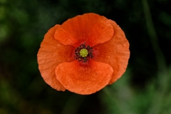 Mohn_71F