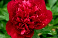 Pfingstrose_77F