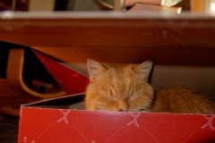 Field_20171207 Karton